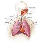 হার্টে ব্লক ছাড়াও  ফুসফুসে সংক্রমন বা ইনফেকশন থেকেও হৃদরোগ হতে পারে